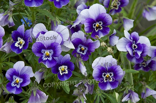 Flowers, plants, background, Spring