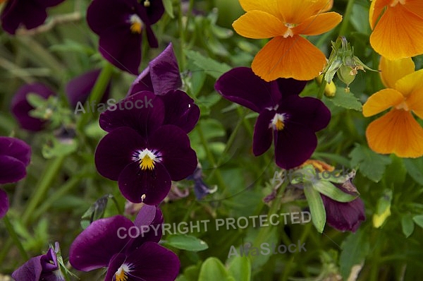 Flowers, plants, background, Spring