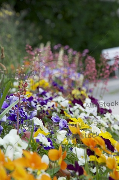 Flowers, plants, background, Spring