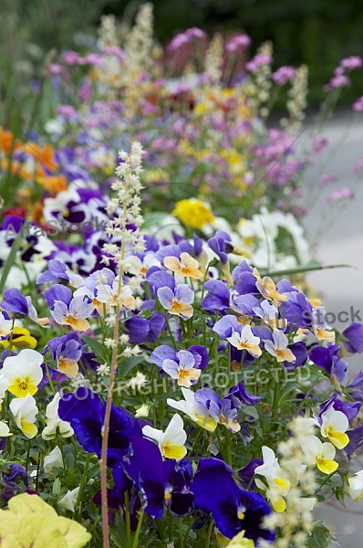 Flowers, plants, background, Spring