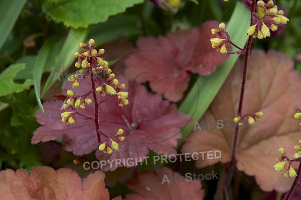 Flowers, plants, background, Spring