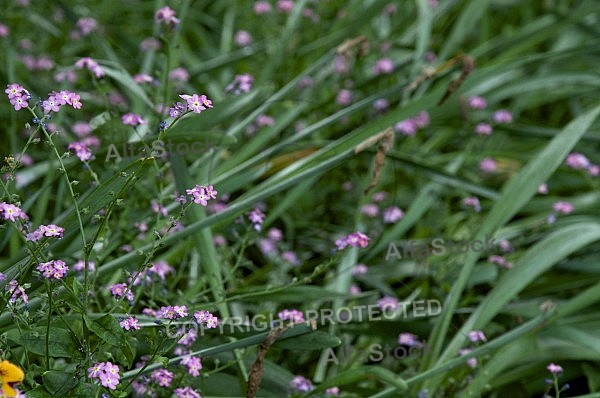 Flowers, plants, background, Spring