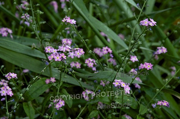 Flowers, plants, background, Spring