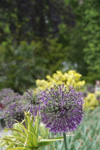 Flowers, plants, background, Spring