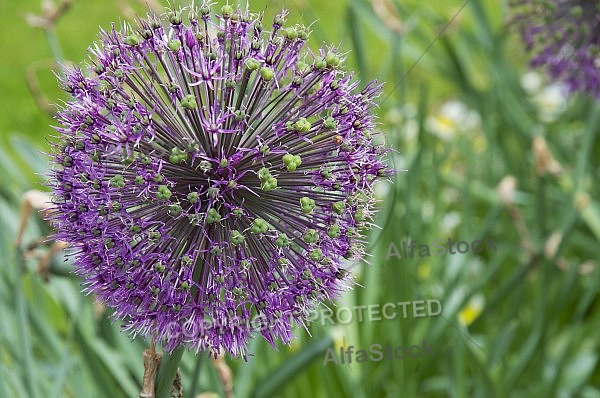 Flowers, plants, background, Spring