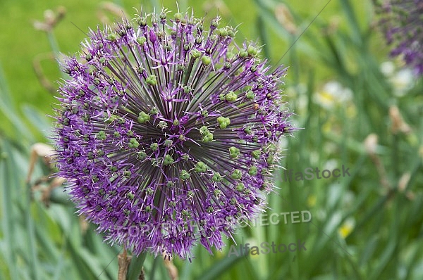 Flowers, plants, background, Spring