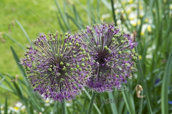 Flowers, plants, background, Spring