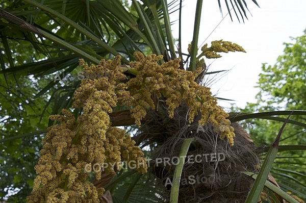 Flowers, plants, background, Spring