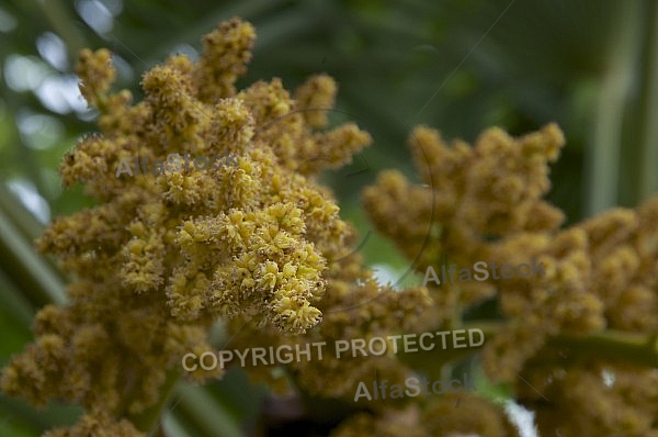 Flowers, plants, background, Spring