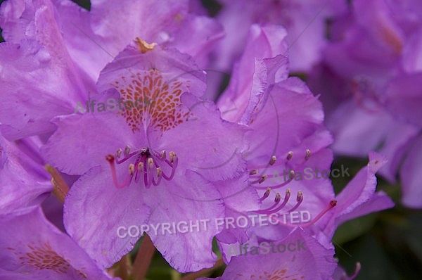 Flowers, plants, background, Spring