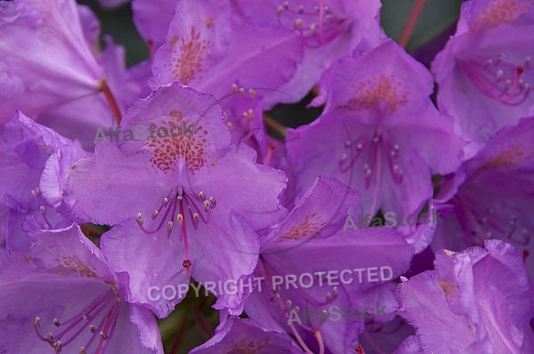 Flowers, plants, background, Spring