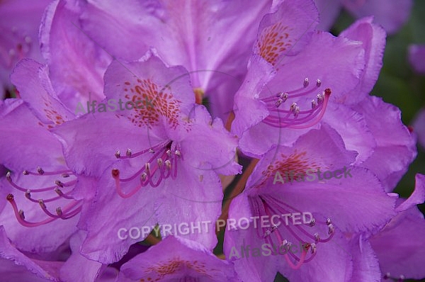 Flowers, plants, background, Spring