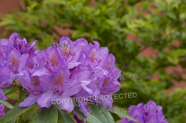 Flowers, plants, background, Spring