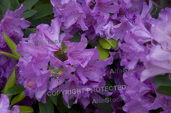 Flowers, plants, background, Spring