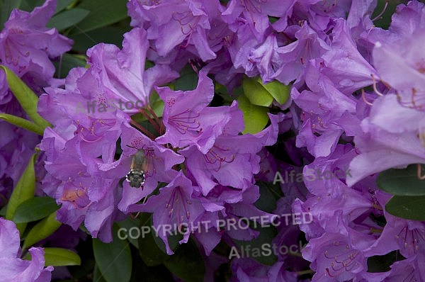 Flowers, plants, background, Spring