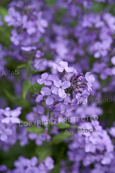 Flowers, plants, background, Spring