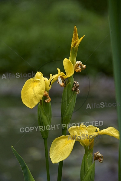 Flowers, plants, background, Spring