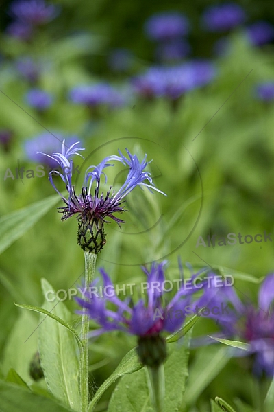 Flowers, plants, background, Spring