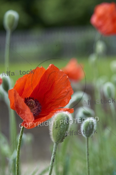 Flowers, plants, background, Spring