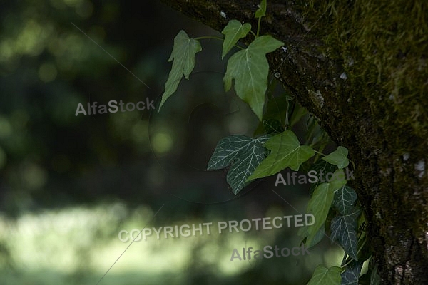 Flowers, plants, background, Spring