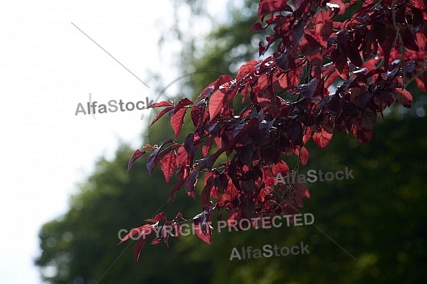 Flowers, plants, background, Spring