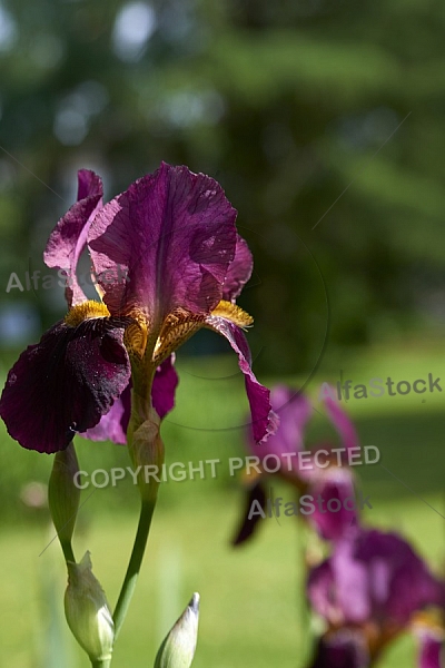 Flowers, plants, background, Spring