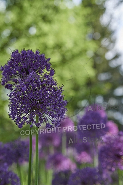 Flowers, plants, background, Spring