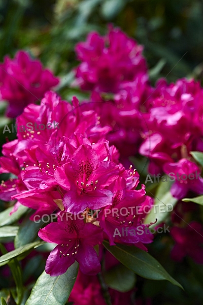 Flowers, plants, background, Spring