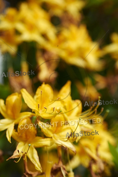 Flowers, plants, background, Spring