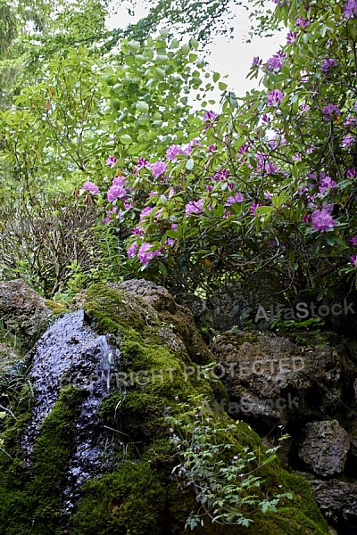 Flowers, plants, background, Spring