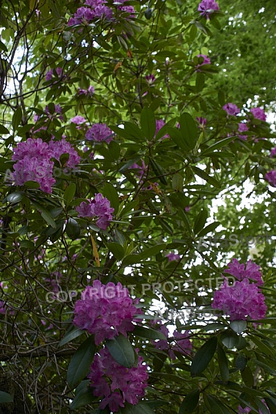 Flowers, plants, background, Spring