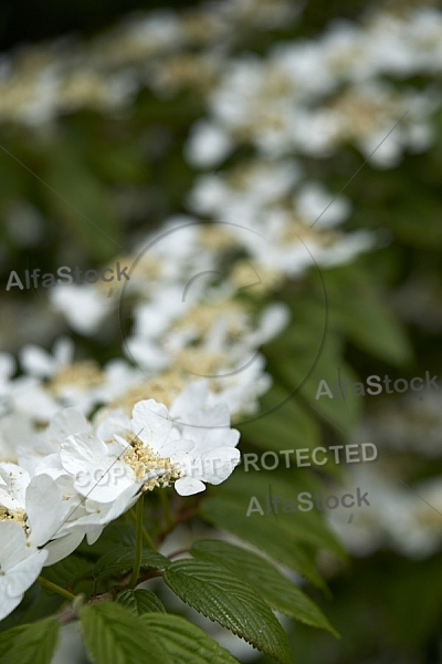 Flowers, plants, background, Spring