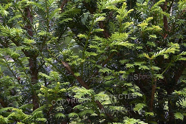 Flowers, plants, background, Spring