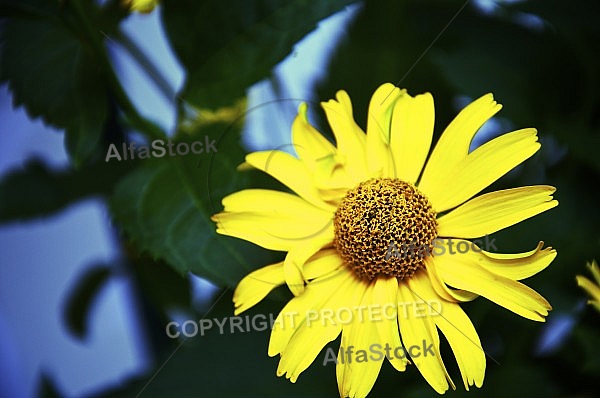 Flowers, plants, background, Spring