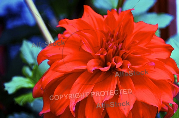 Flowers, plants, background, Spring