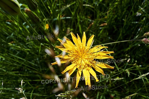 Flowers, plants, background, Spring