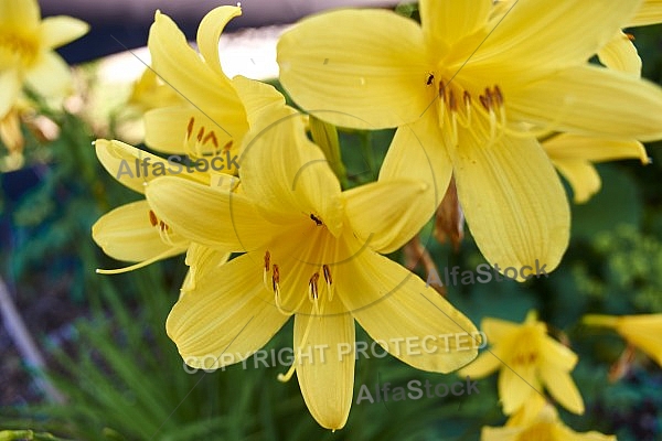 Flowers, plants, background, Spring