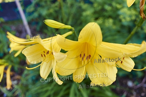 Flowers, plants, background, Spring