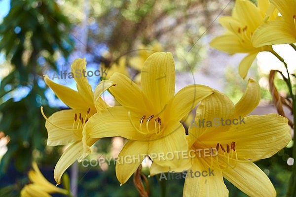 Flowers, plants, background, Spring