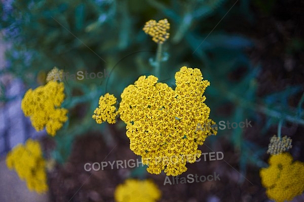 Flowers, plants, background, Spring