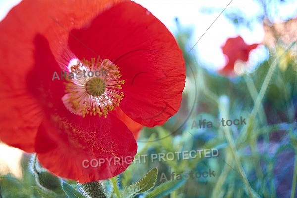 Flowers, plants, background, Spring