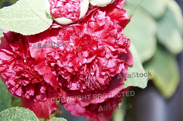 Flowers, plants, background, Spring