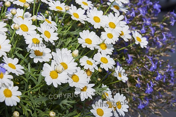 Flowers, plants, background, Spring