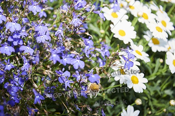 Flowers, plants, background, Spring