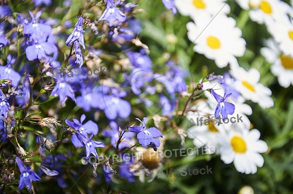 Flowers, plants, background, Spring