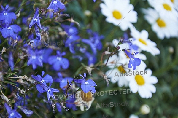 Flowers, plants, background, Spring