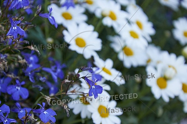 Flowers, plants, background, Spring