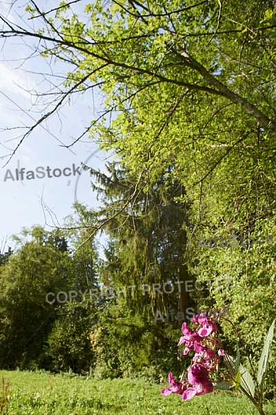 Flowers, plants, background, Spring