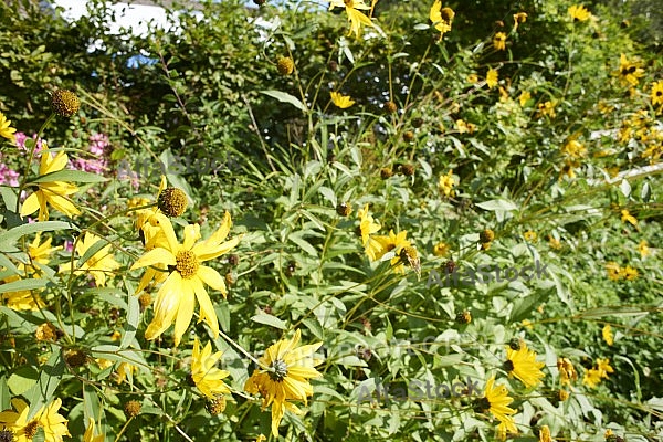 Flowers, plants, background, Spring