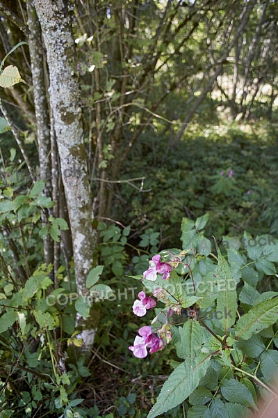 Flowers, plants, background, Spring